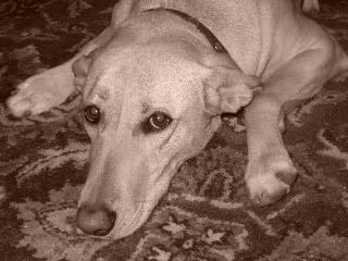 Daphne