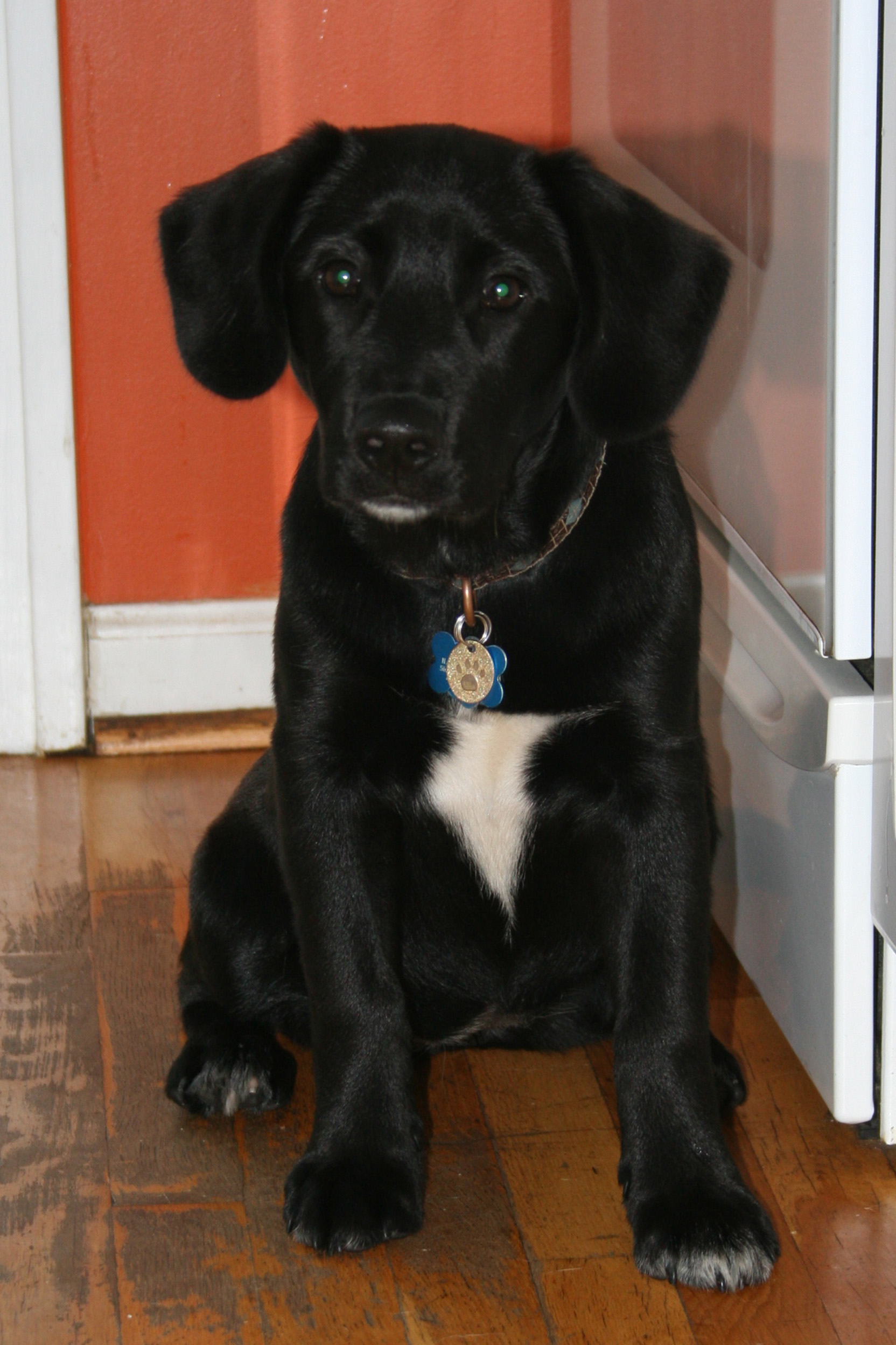Piper
